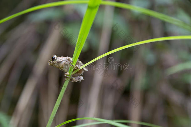 杂草上的小青蛙