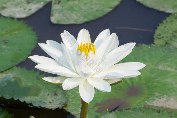 阳光下池塘里美丽的白莲