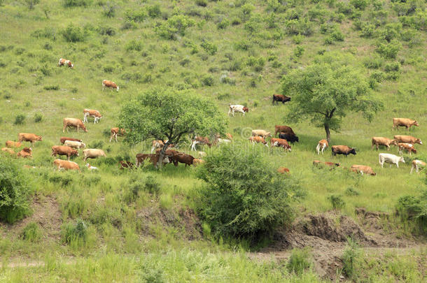 一群牛在吃草