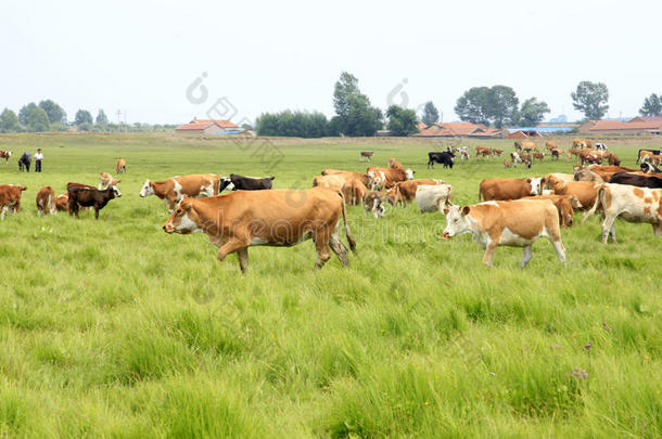 一群牛在吃草