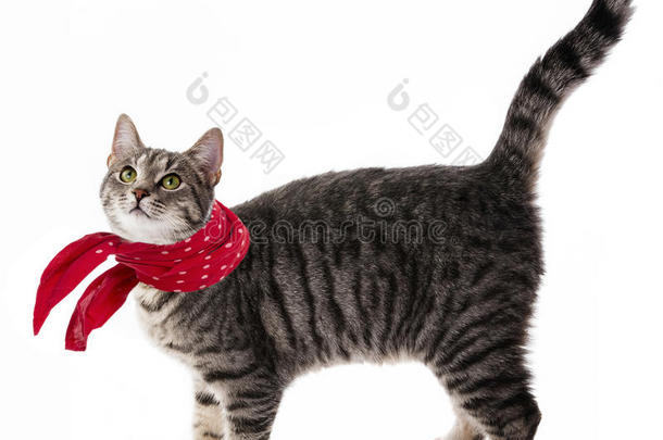 <strong>红领巾</strong>滑稽猫
