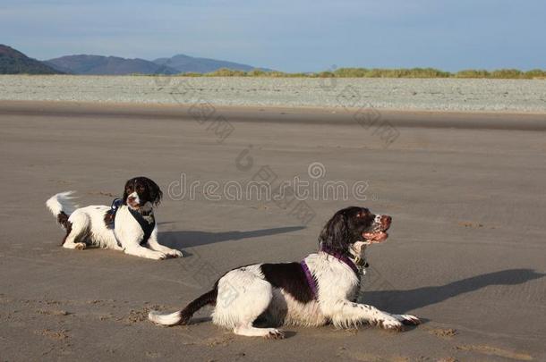 沙滩上的两只可爱的白色工作型英国斯普林格猎犬