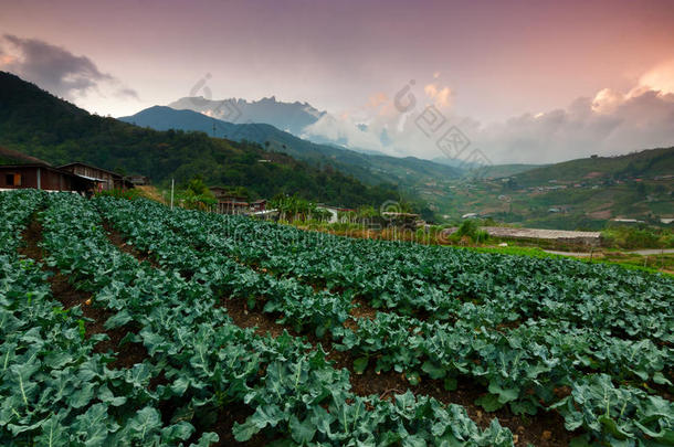 马来西亚沙巴昆达桑，背景为基纳巴鲁山的卷心菜菜地