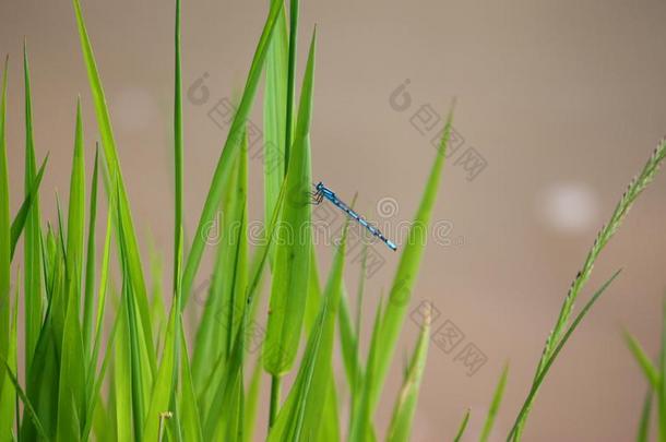 一只美丽的<strong>蓝绿</strong>色蜻蜓在草地上