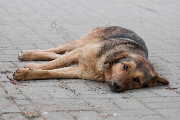 无家可归的狗在休息向前看