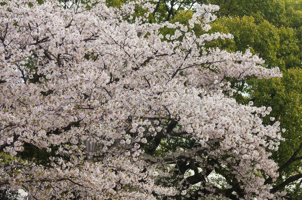 日本京都樱花