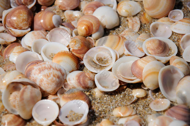 沙子和贝壳背景