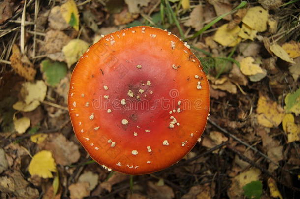 森林里的红伞菌