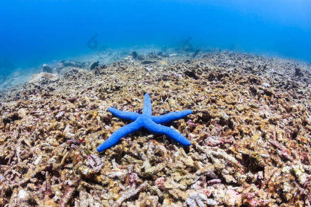 严重受损珊瑚礁上的蓝色海星