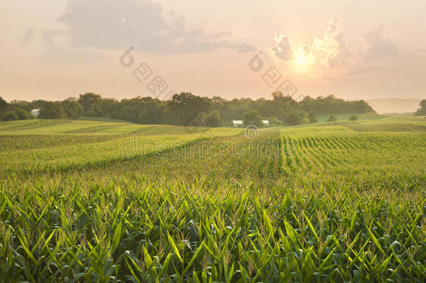 夕阳下的<strong>中</strong>西部玉米田