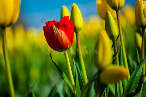 蓝色天空背景下的红色郁金香和黄色郁金香