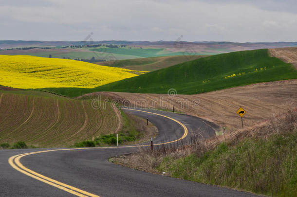 弯弯曲曲的公路穿过起伏的山丘上的麦田