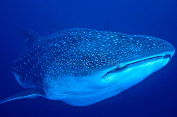 捕鲸，世界上最大的鱼