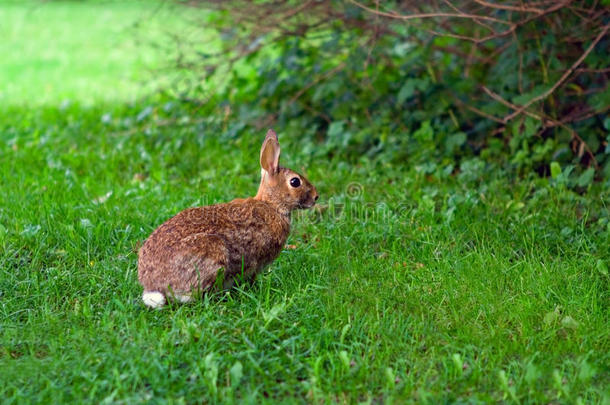 草地上草丛中的褐兔