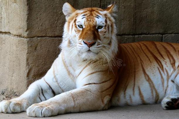 孟菲斯动物园的白虎
