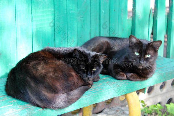两只黑猫躺在长凳上