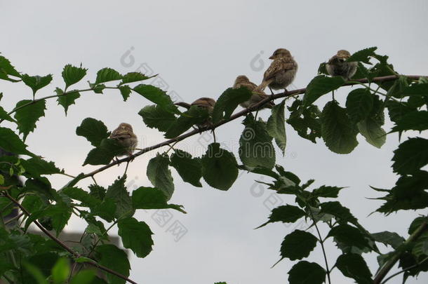四只鸟坐在树枝上