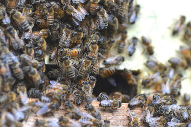 蜂房里蜂<strong>房门</strong>口的一群蜜蜂