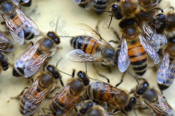 蜂房里蜂房门口的一群蜜蜂