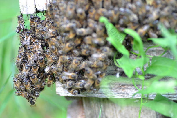 <strong>蜂房</strong>里<strong>蜂房</strong>门口的一群蜜蜂
