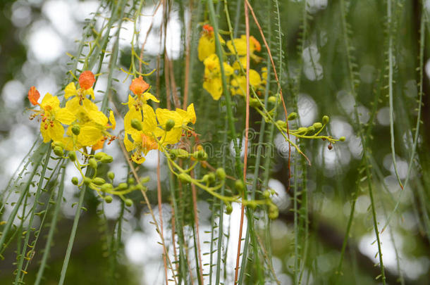 小花<strong>帕金森</strong>