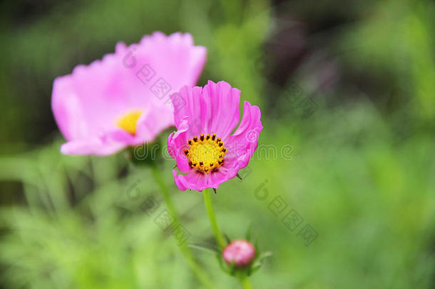 小粉红花有黄色和黑色的花粉，大粉红色的花背景在花园特写