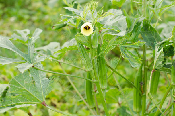 <strong>秋葵</strong>属<strong>植物</strong>