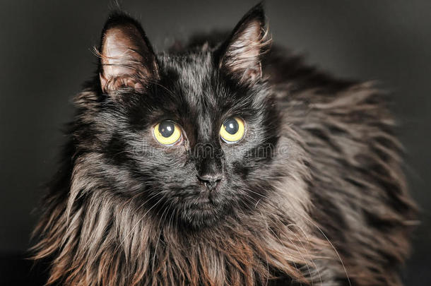 美丽的毛茸茸的黑猫