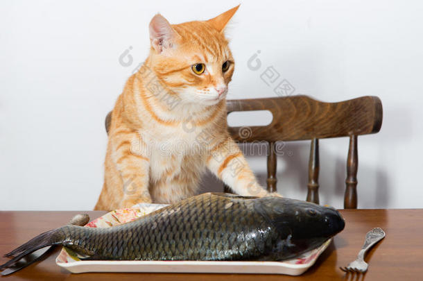 橙色的猫和一条大鱼