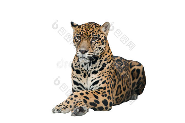 捷豹（panthera onca）独立