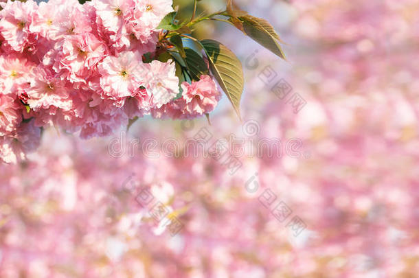 樱花枝，背景是粉红色的花枝。