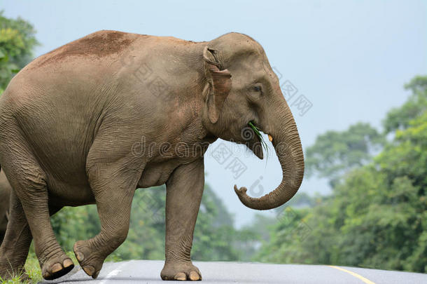 亚洲象