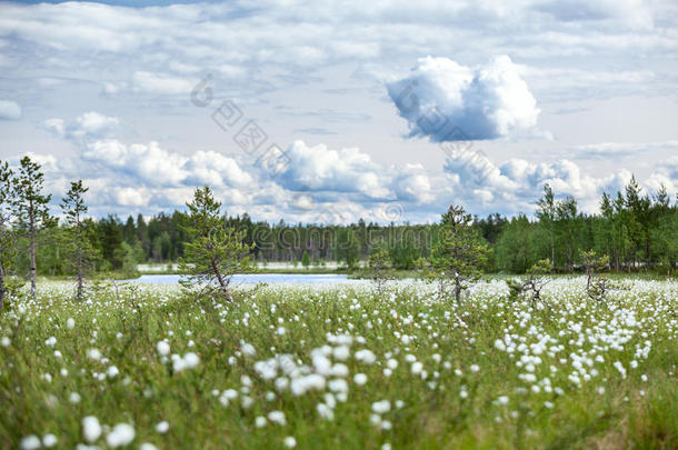 夏季沼泽和河流上的棉花草景观