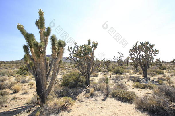 加利福尼亚沙漠中的乔舒亚树。