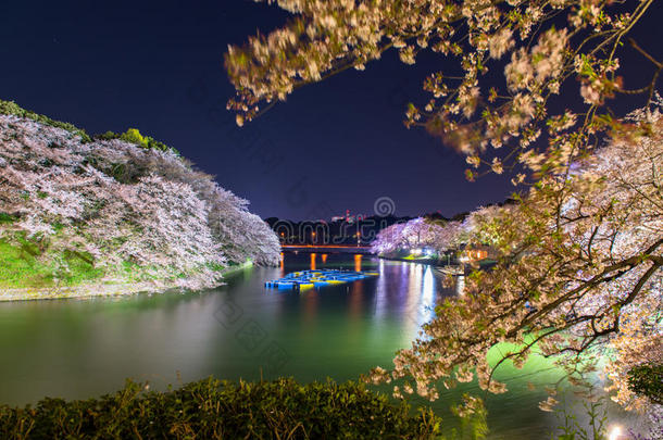 东京富士千里香的樱花