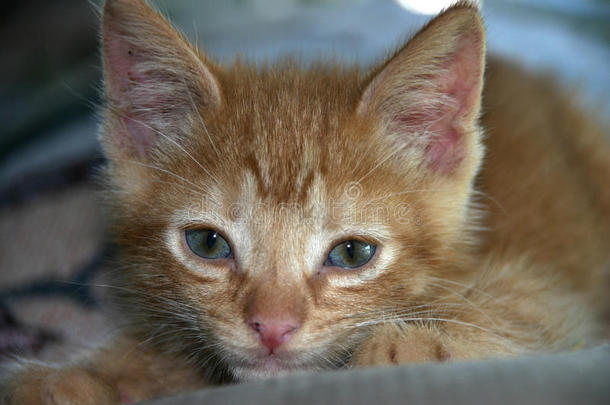 橙色斑猫