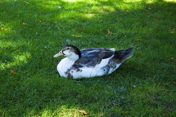 草地上的一只可爱的鸭子