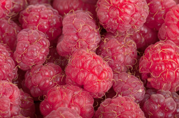 精选精选的新鲜成熟红莓。