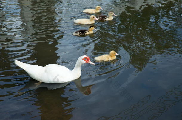 可爱的鸭子家庭。