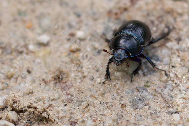 一只普通的粪甲虫在沙滩上行走的微距镜头
