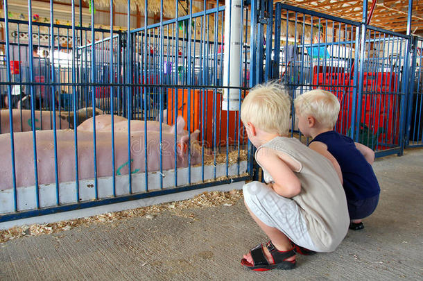 孩子们在县集市上看猪