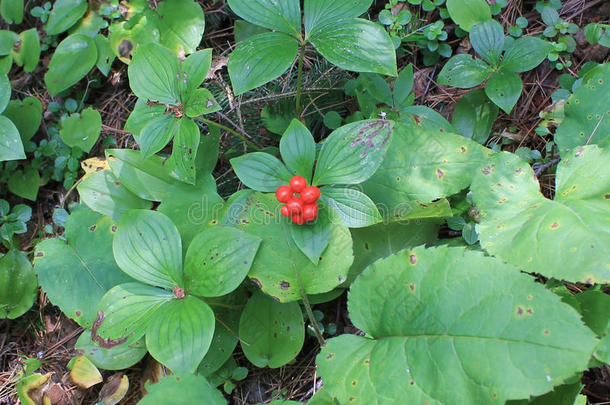 野生山茱萸