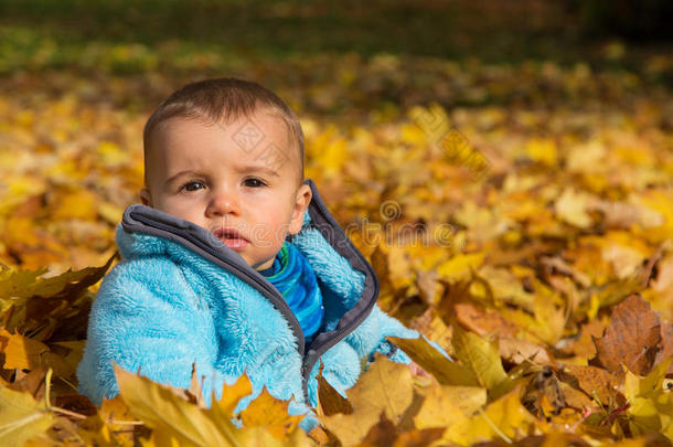 可爱的小男孩坐在枫叶里。