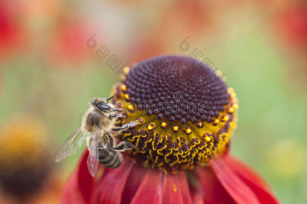 蜜蜂采蜜红松果菊