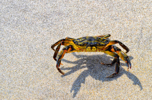 缅因州海岸沙滩上的螃蟹
