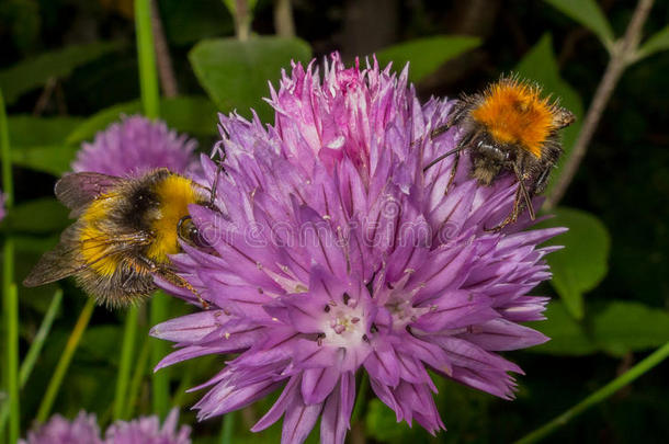 紫色花朵上的大黄蜂