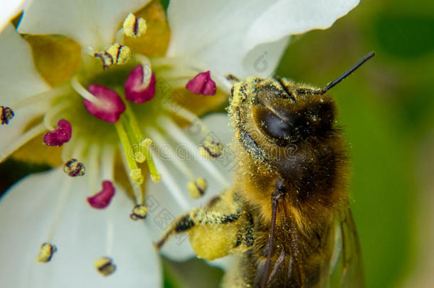 从一朵白花上采蜜的蜜蜂