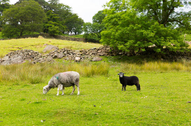 英国坎布里亚郡英格兰坎布里亚湖区seatoller borrowdale valley湖区田园风光羊