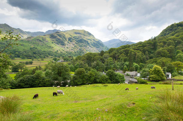 英国坎布里亚郡英格兰坎布里亚湖区seatoller borrowdale valley湖区田园风光羊