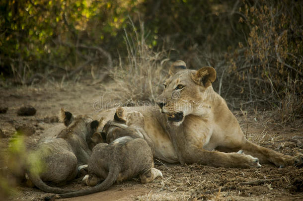 狮子妈妈在非洲喂小狮子